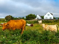 Co. Galway